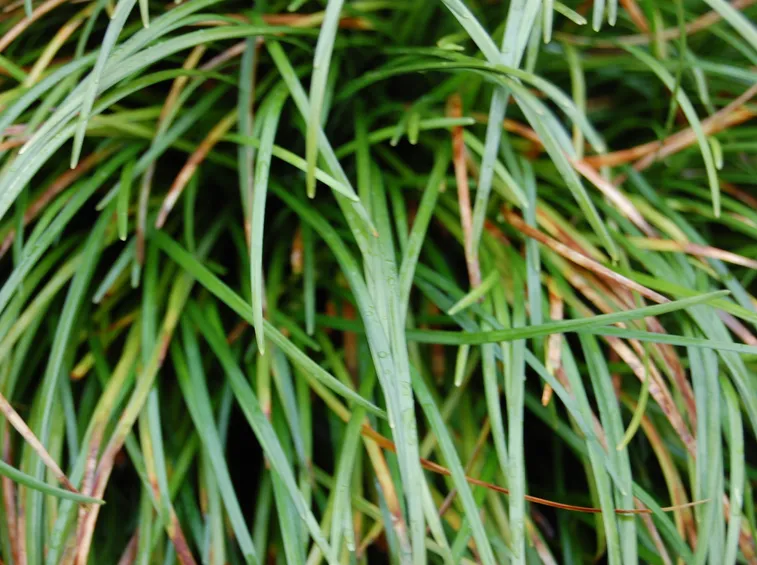 Foglie convallaria japonica