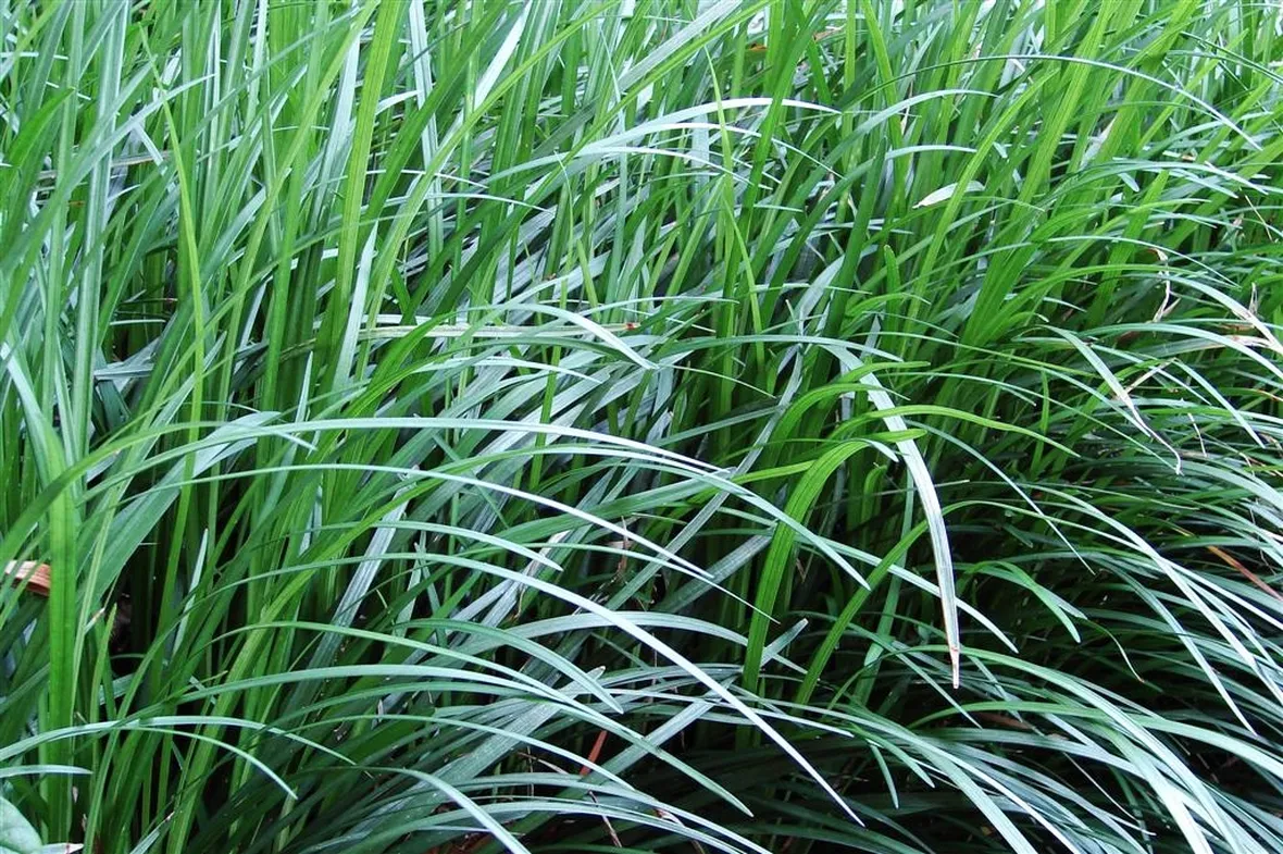 Cespi convallaria japonica