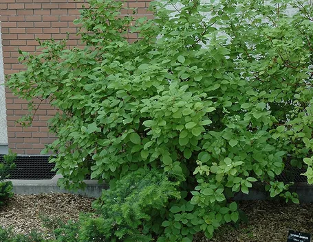 Cornus alba estate