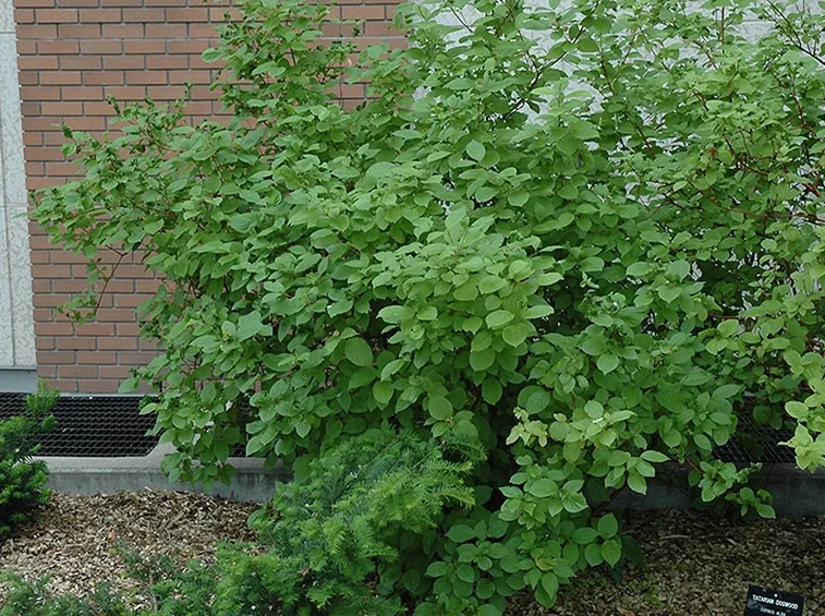 Cornus alba estate