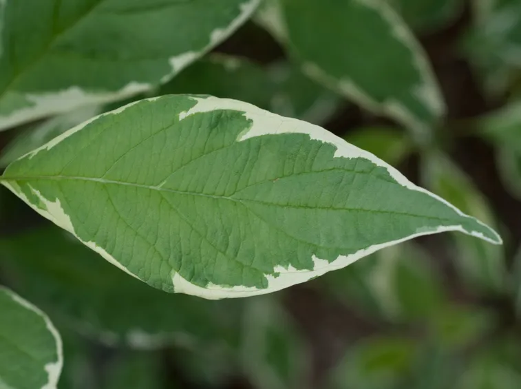 Corniolo foglie variegate