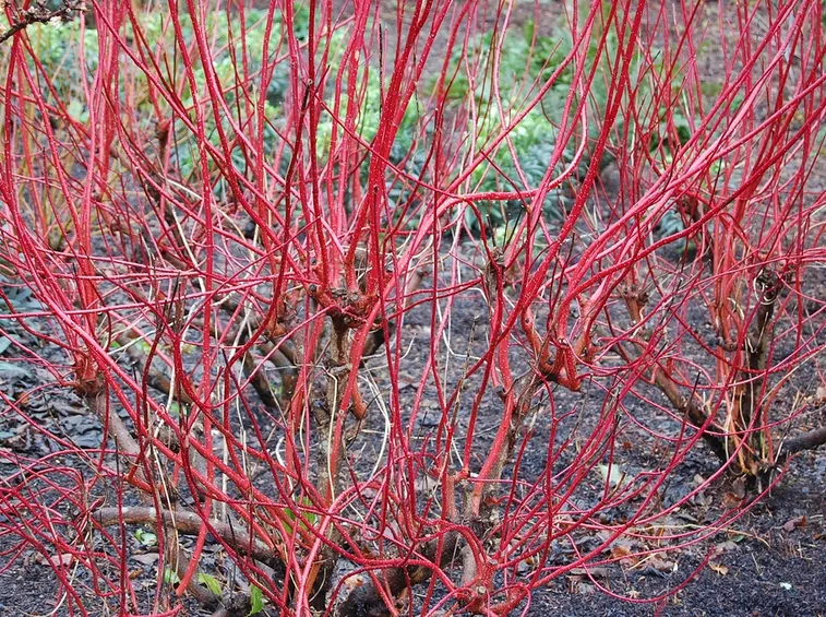 Cornioli inverno