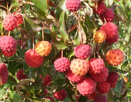 Frutti fragole cornus kousa