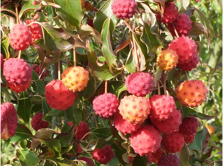 Frutti fragole cornus kousa