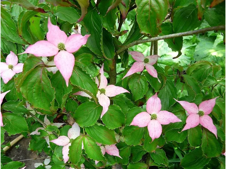 Corniolo giapponese fiore