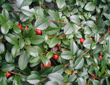 Foglie bacche cotoneaster