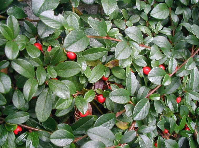 Foglie bacche cotoneaster