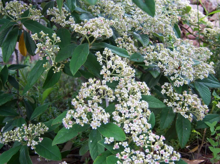 Fiori foglie cotognastro