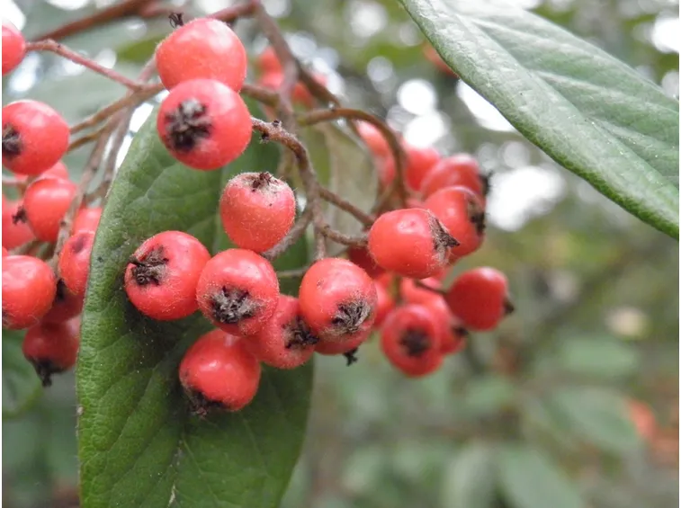 Bacche rosse pianta
