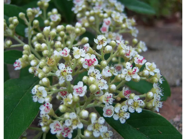 Infiorescenze pianta cotoneaster