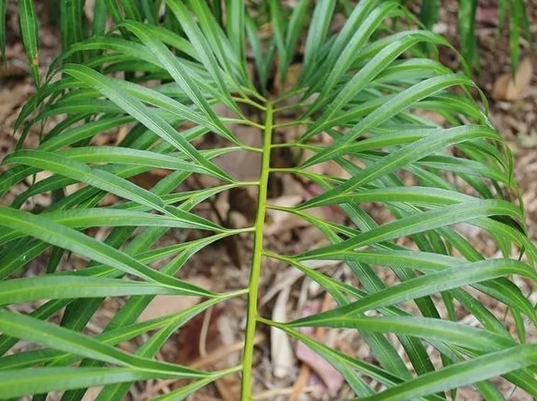 Fogliaa del Cycas bamboo