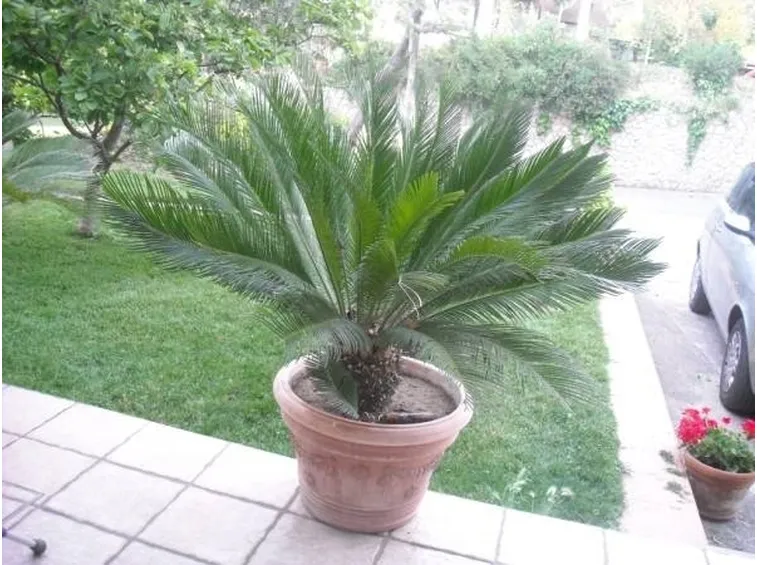 Esemplare di Cycas in vaso