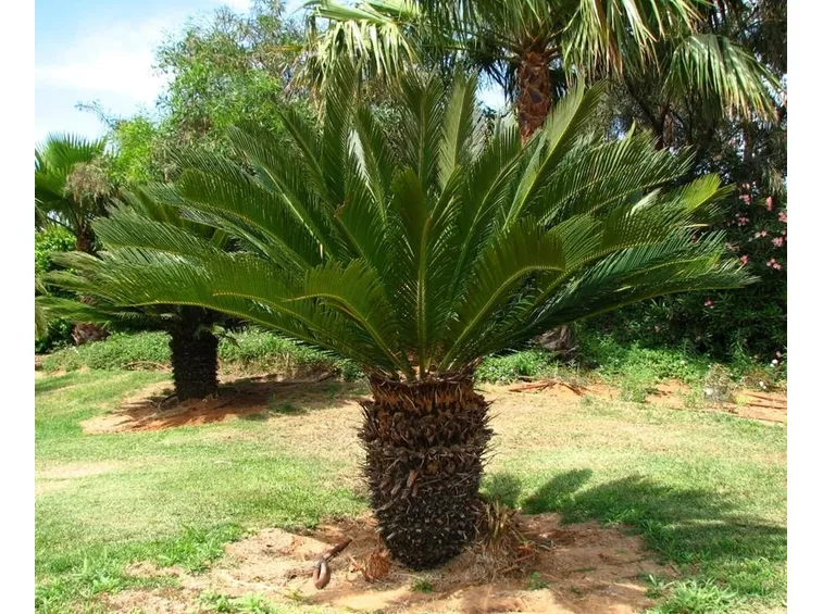 Fiore maschile