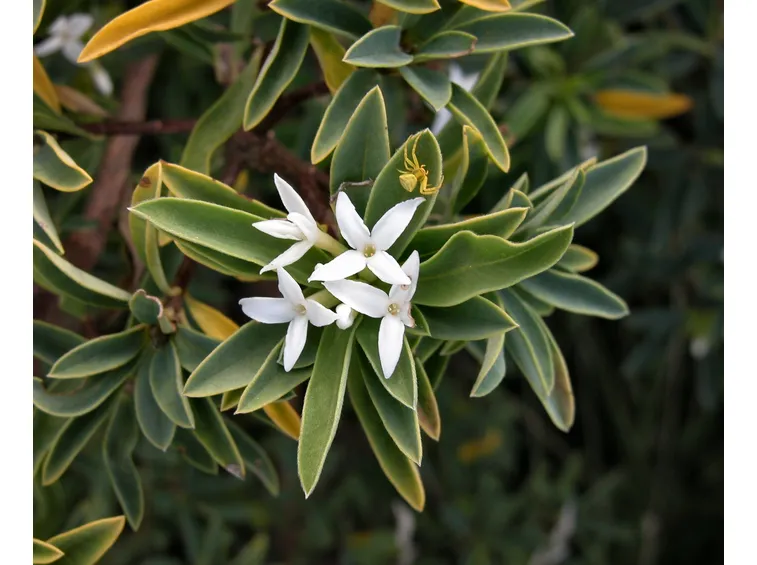 Daphne alpina