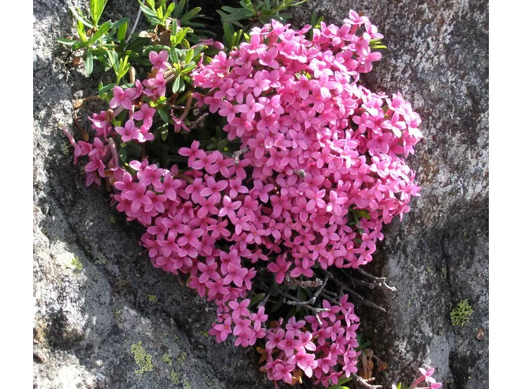 daphne
