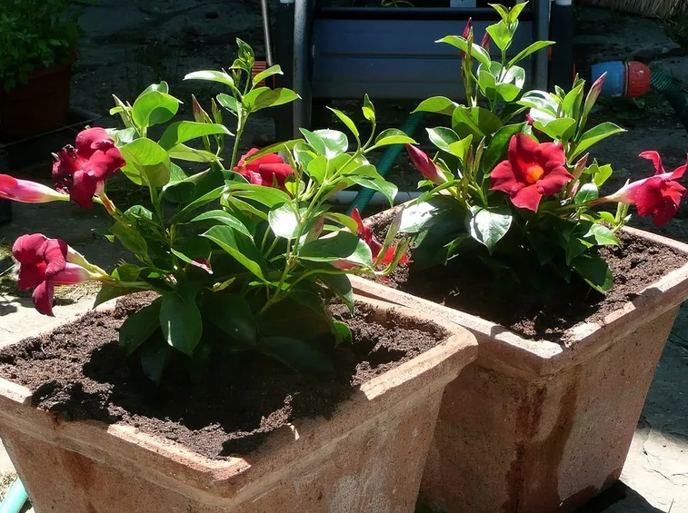 Dipladenia coltivata vaso