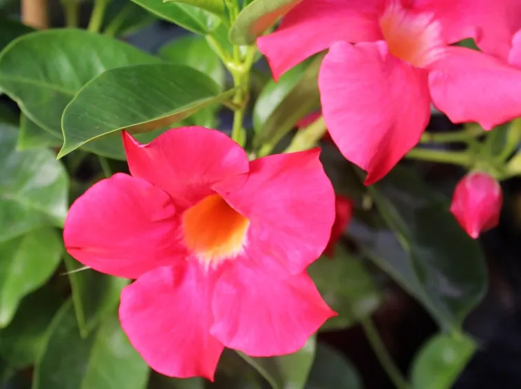 Fiori dipladenia