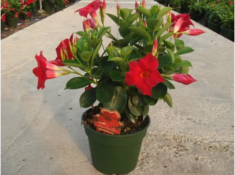 Dipladenia vaso