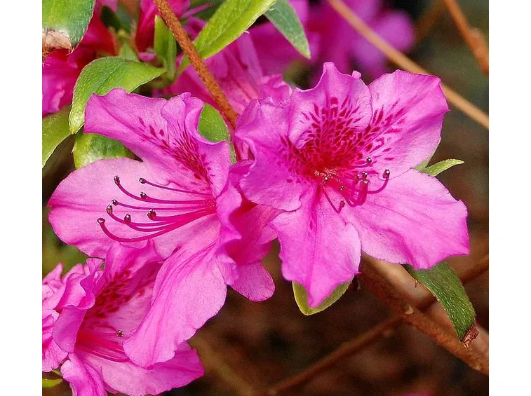 Particolare di un'azalea rosa