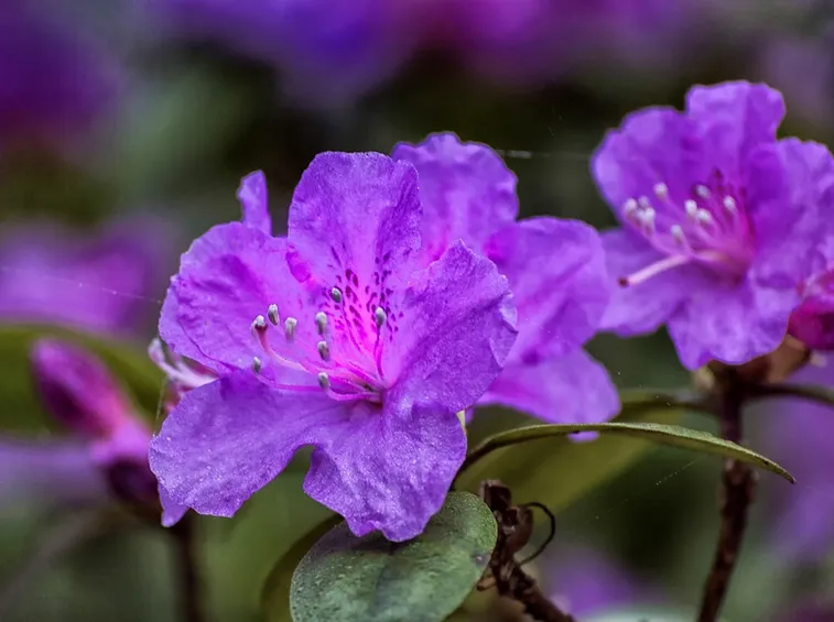 Esemplare di azalea viola