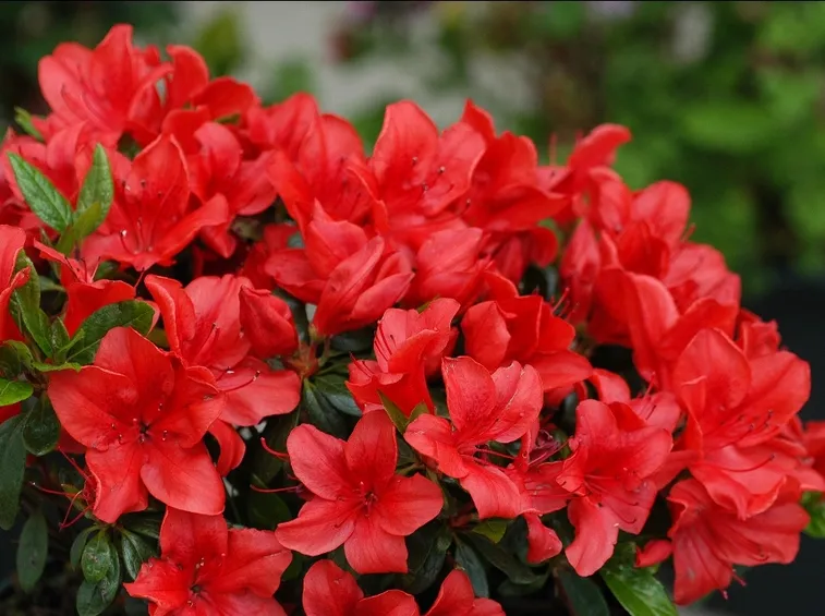 Azalea di colore rosso