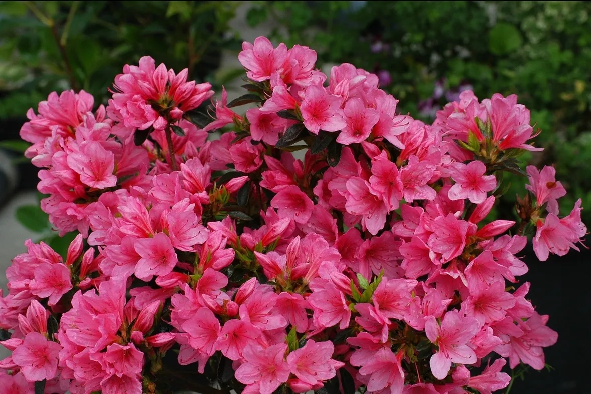 Pianta di azalea rosa