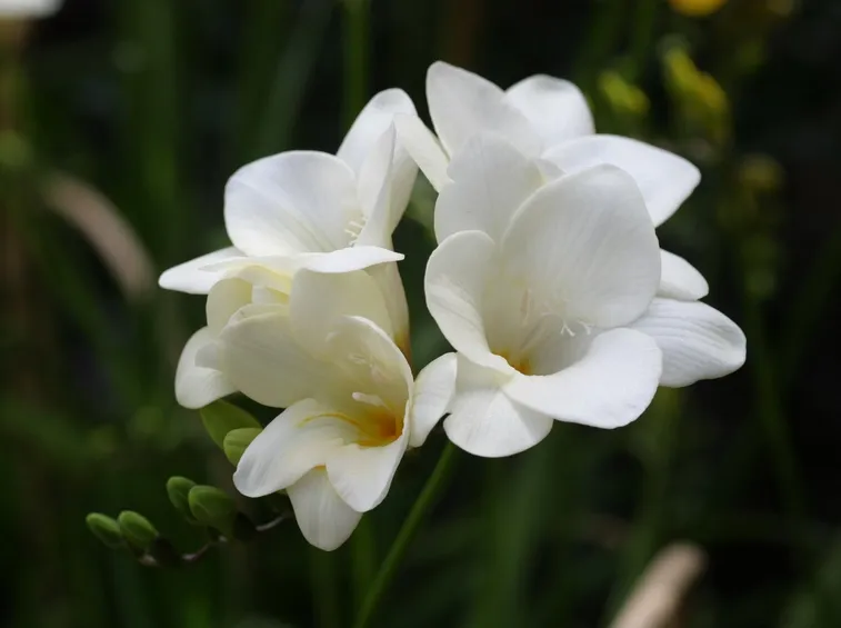 Germogli fresia bianca