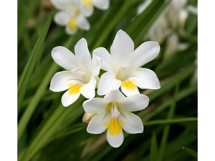 Fresia bianca