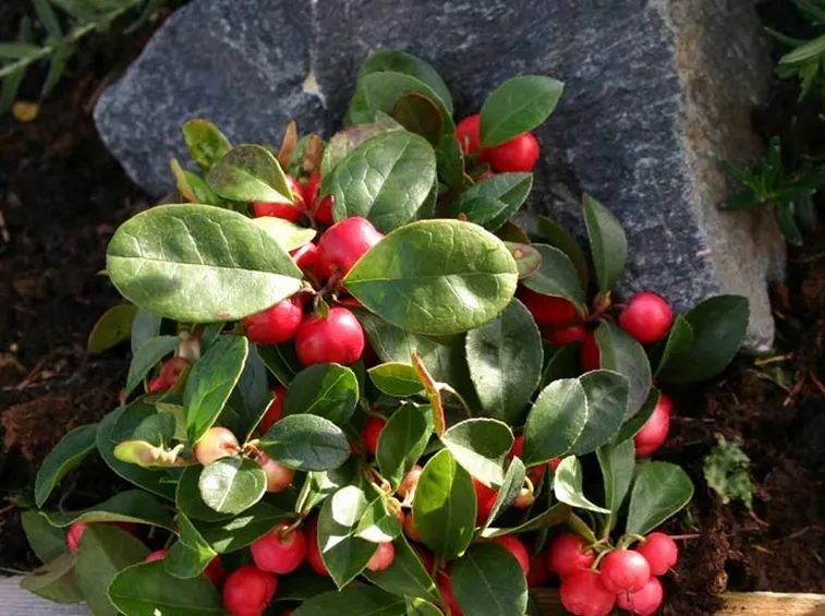 Gaultheria pianta