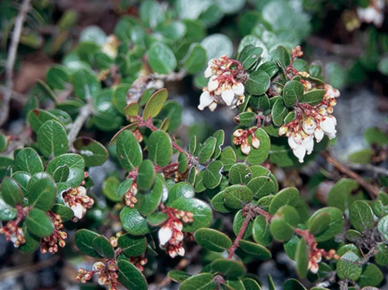 Foglie fiori pianta