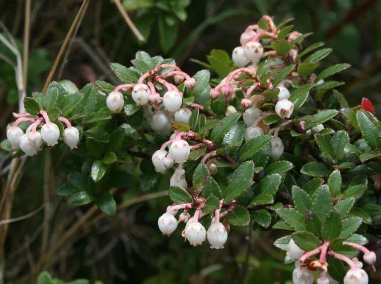 Fiori gaultheria