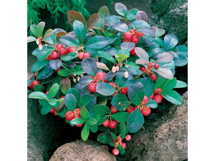 Gaultheria procumbens