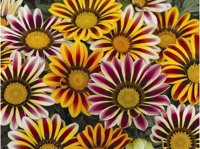 Varietà gazania