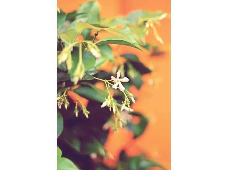Gelsomino fiore