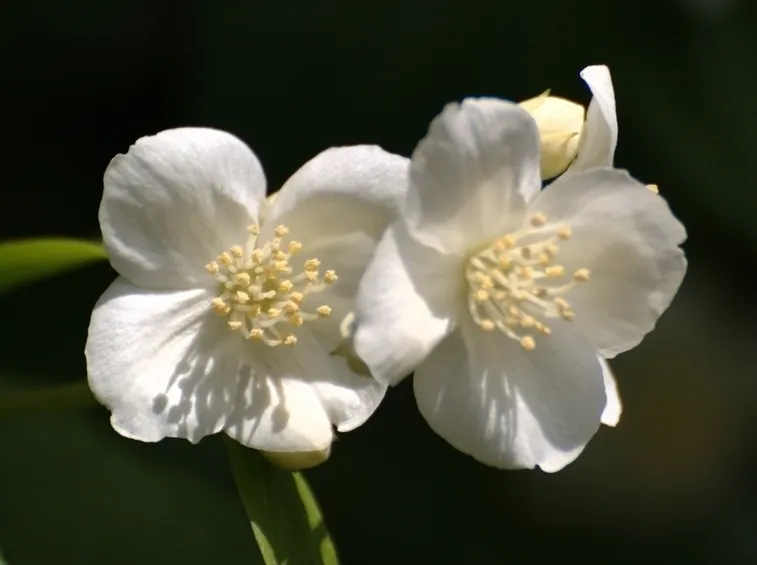 Fiore gelsomino rampicante