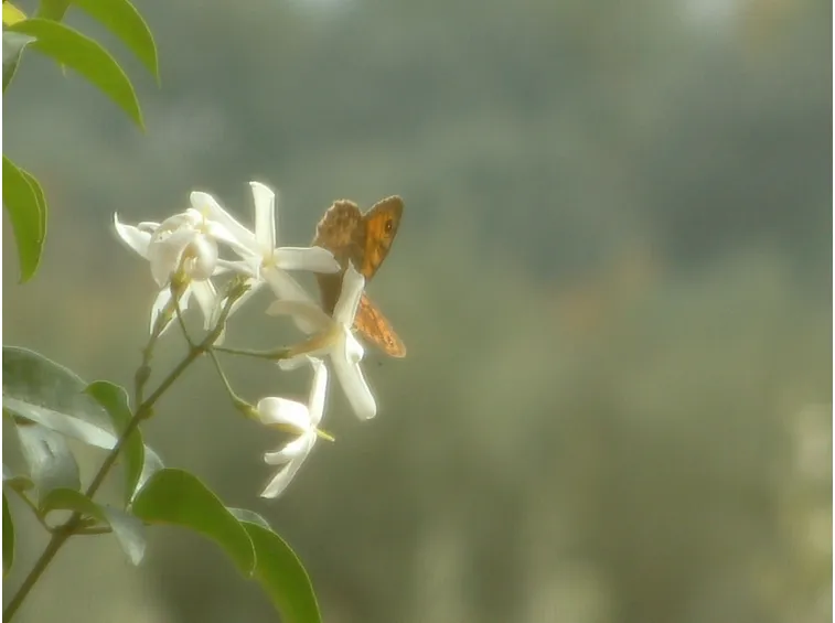 Gelsomino pianta