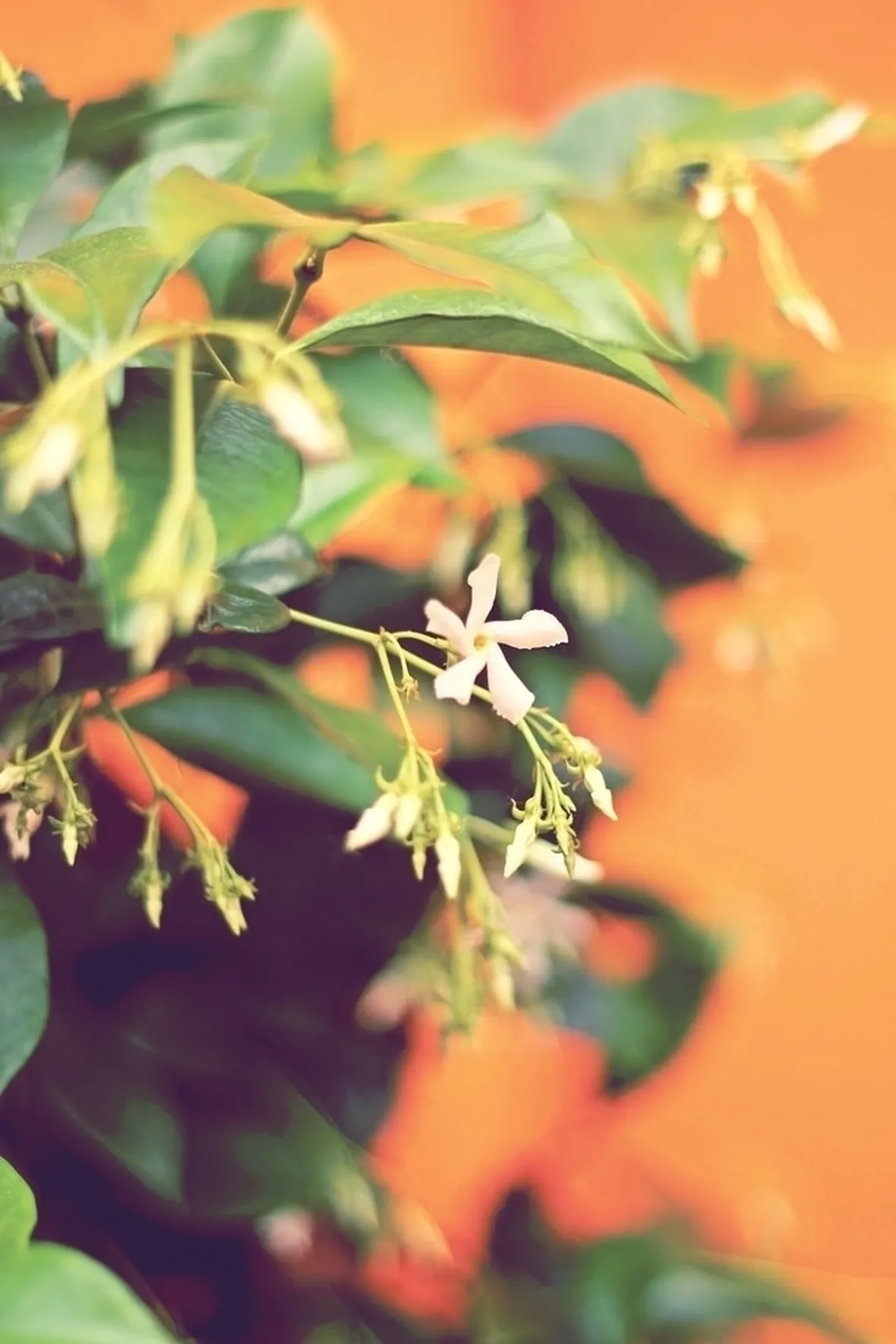 Gelsomino fiore