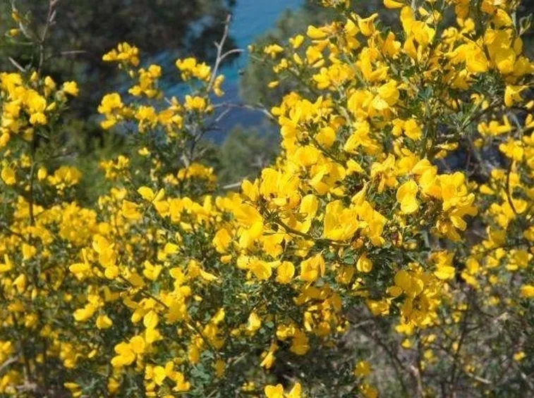 Ginestra in fiore