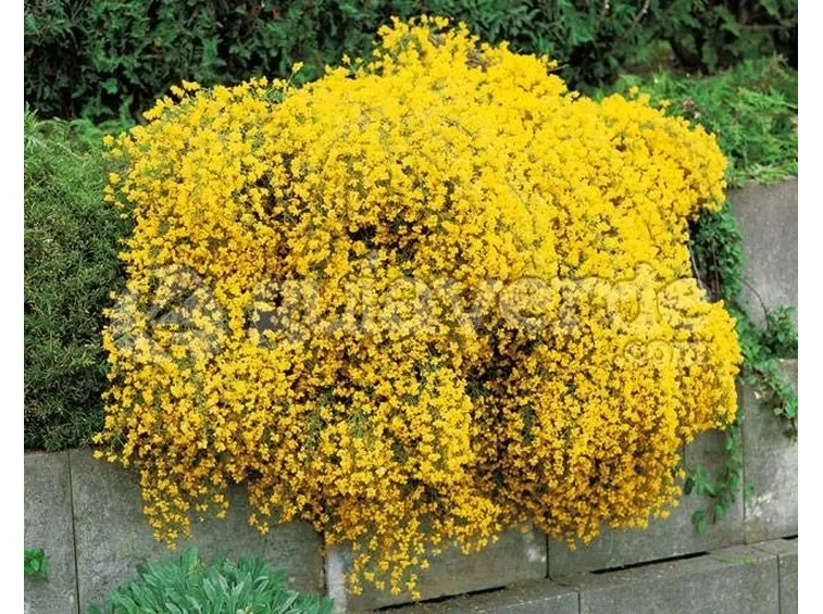 Genista lydia