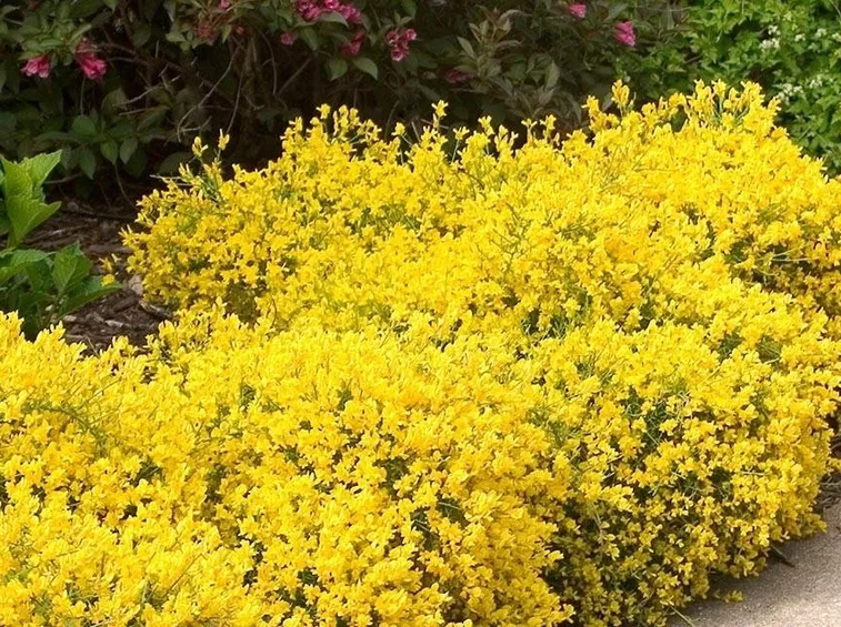 Cespugli di ginestra in fiore