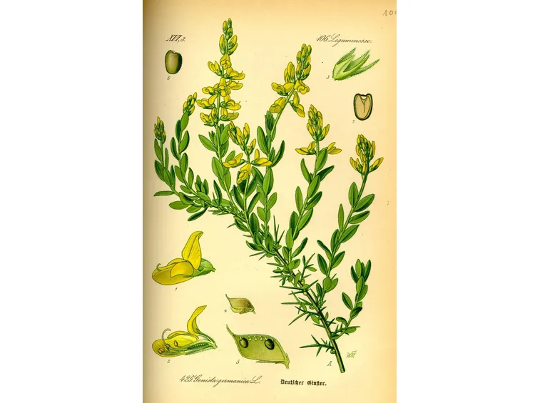 Genista germanica