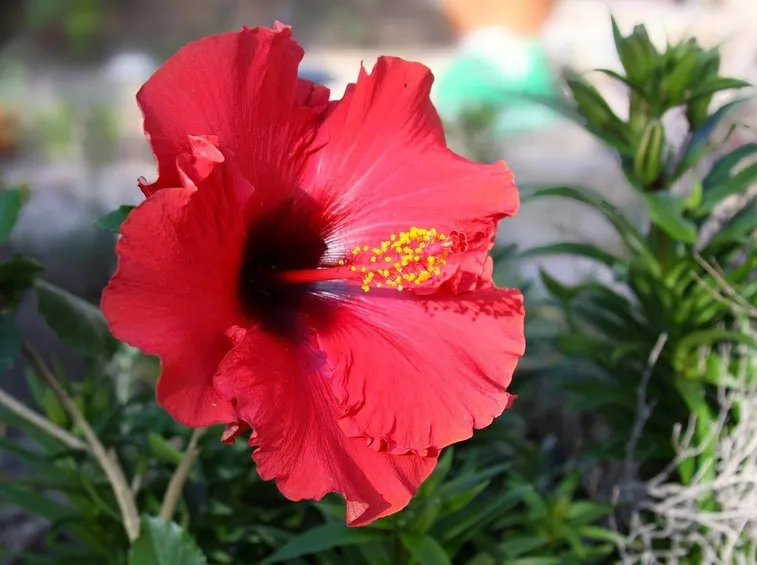 Esempio d’infiorescenze Hibiscus rosa sinensis.