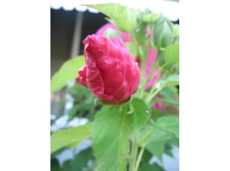 Le infiorescenze dell’Hibiscus rosa sinensis.
