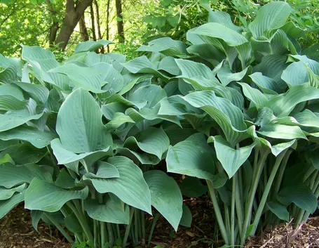 hosta gold regal