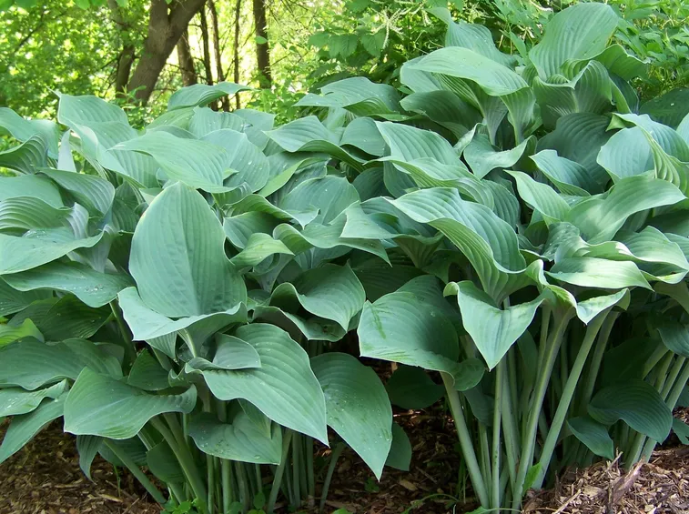 hosta gold regal