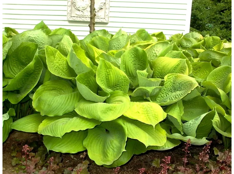 Hosta stiletto