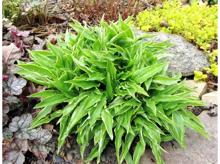 Hosta Stiletto