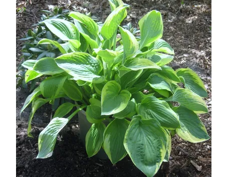 pianta di hosta