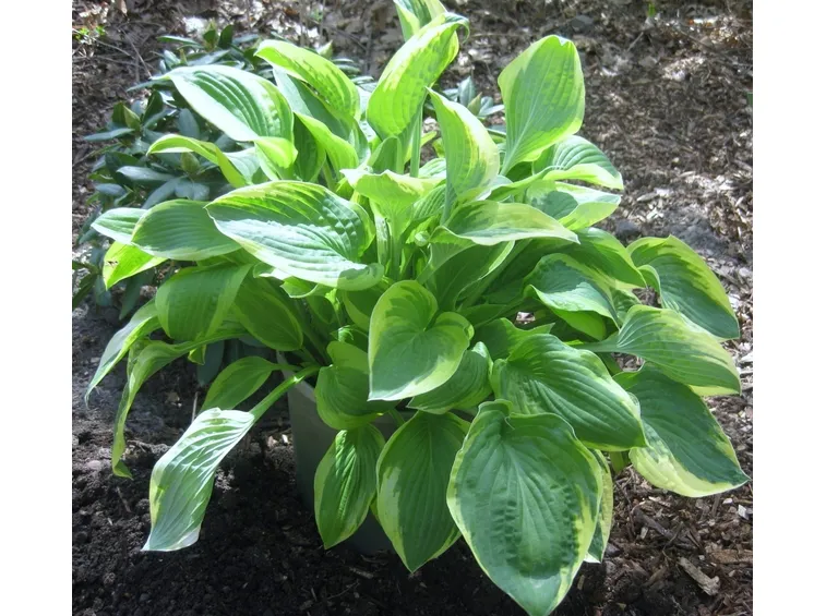 pianta di hosta