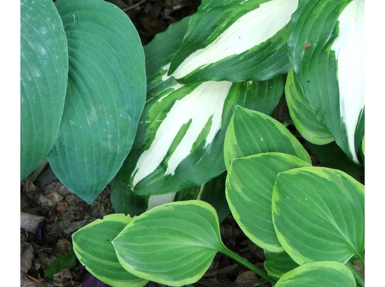 foglie di hosta